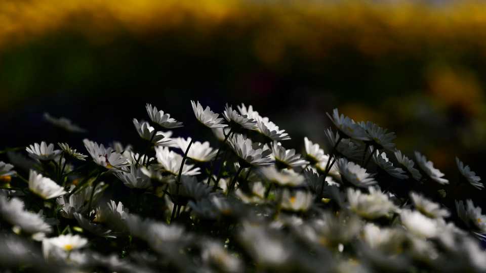 White daisies in a gentle breeze